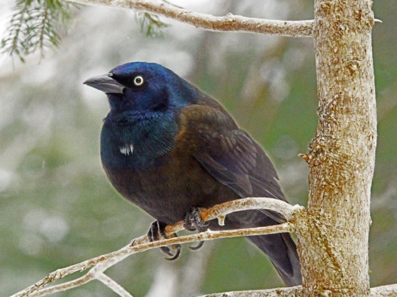 Catching up on Ambassador Bear Holly and More - UPDATE December 12, 2022