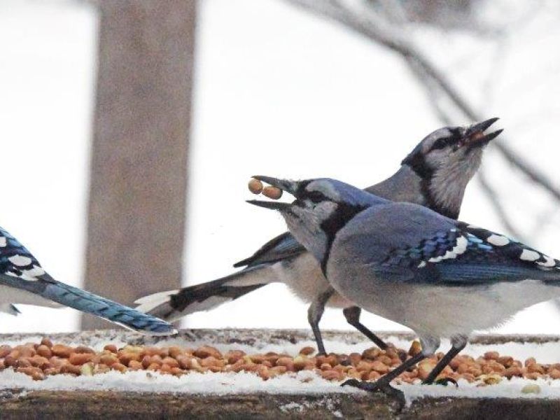 Ted’s Birthday plus a Nutty Breakfast with Seeds for Some - UPDATE January 17, 2023