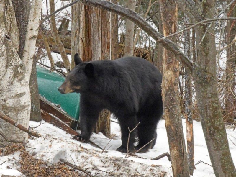 April 3, 2025 And the First Bear of the Year iiiisssss----LEVI!!!!