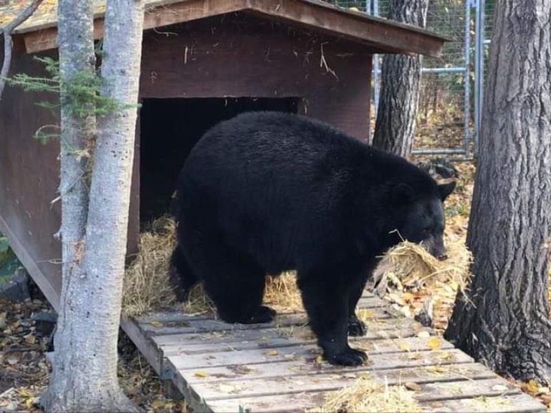 Bear News on This Last Day of Hunting - UPDATE October 18, 2020