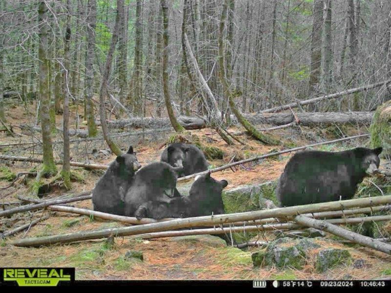 Peace returns. Lily being seen - UPDATE September 30, 2024