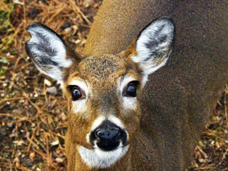 Bears!! Beavers, Fisher, and My Favorite Deer - UPDATE November 18, 2024