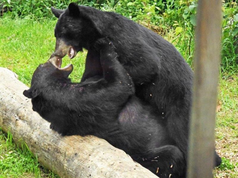 Happy Bears - UPDATE JULY 23, 2024