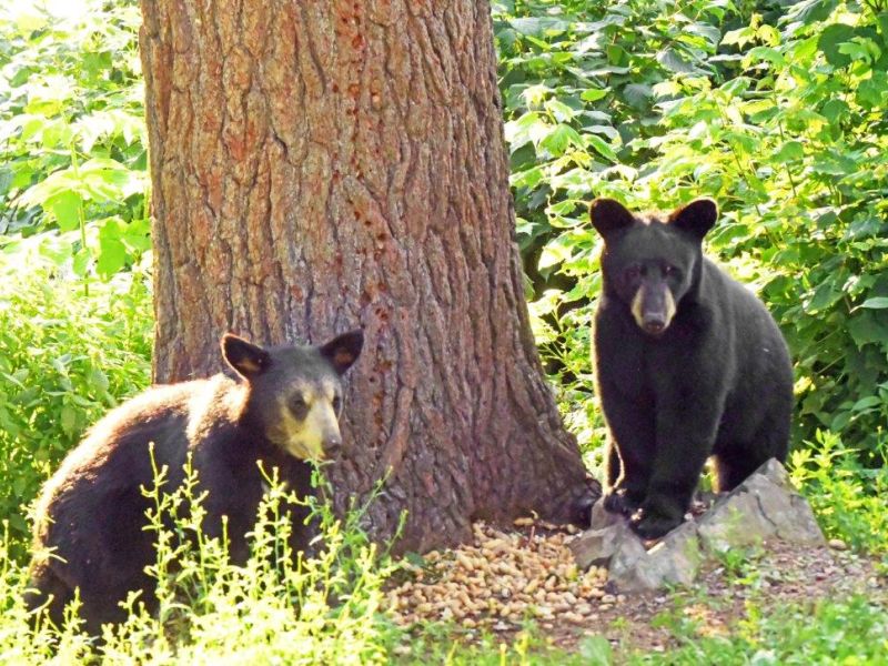 Big Bears and Little Ducklings - UPDATE July 17, 2024