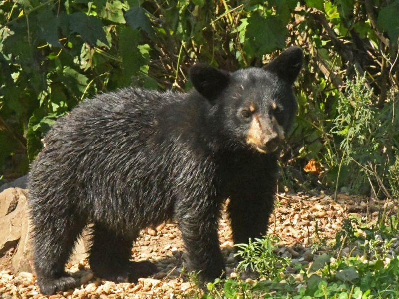 Still No Shots - UPDATE September 3, 2025