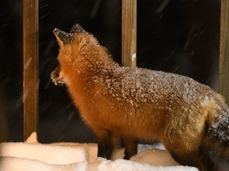 First Big Snow - UPDATE December 5, 2021