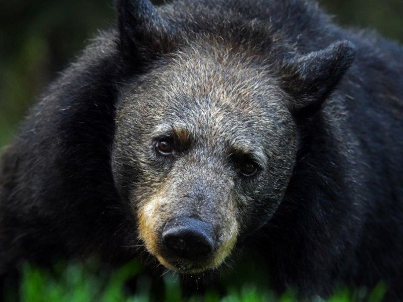 Graying Guy and More - UPDATE July 28, 2021