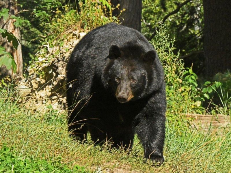 Bears, Beavers, and No Shots Yet - UPDATE September 10, 2022