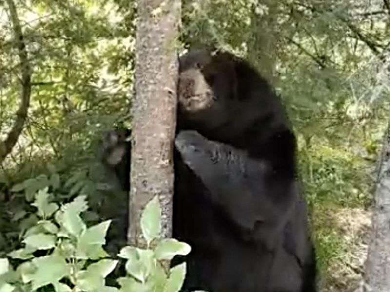 Ted, Mother Bears, Wild Food, and Thin Soil - UPDATE June 29, 2022