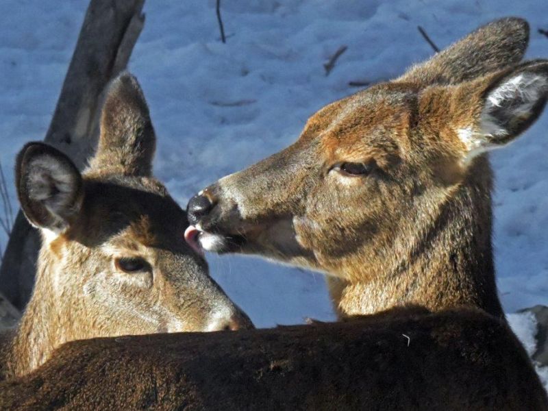 Spanky View Fixed - UPDATE March 1, 2021