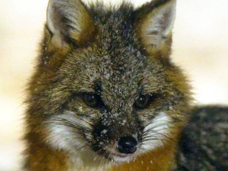 Gray Fox Excitement - UPDATE January 13, 2023