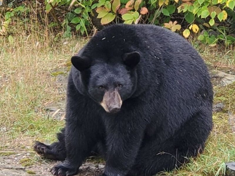 Ted and Tasha at Work - UPDATE December 26, 2021