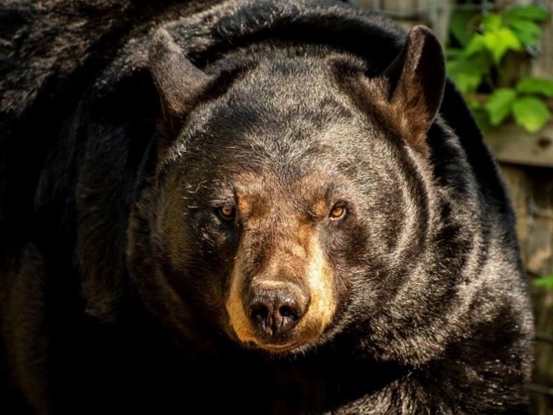 Help From All Directions - UPDATE June 22, 2023