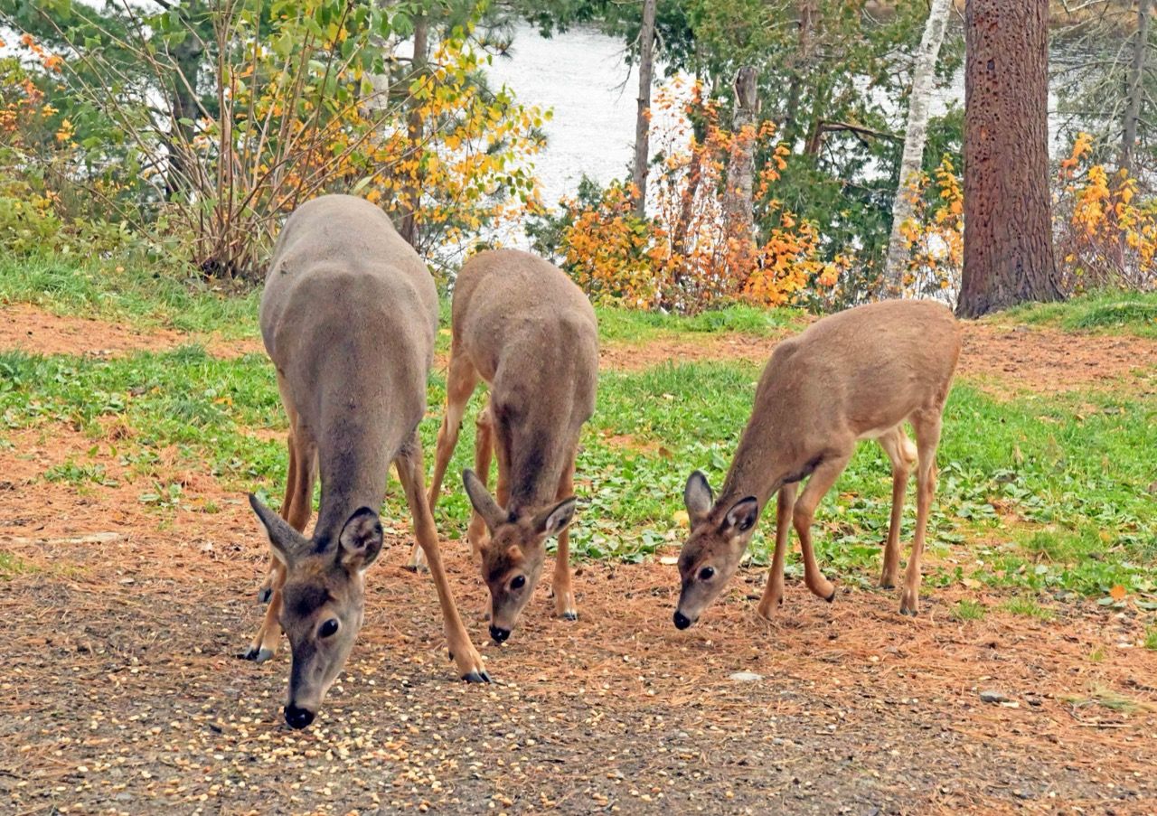 Fall is Progressing - UPDATE October 20, 2025