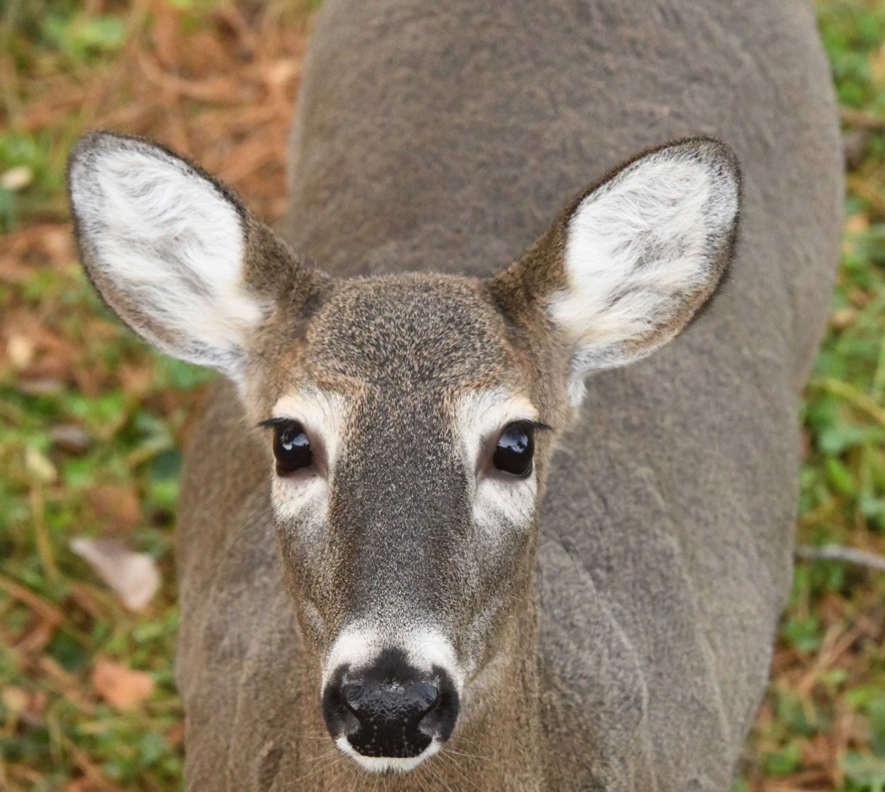 Bears, Beavers, and Birds - UPDATE October 30, 2025