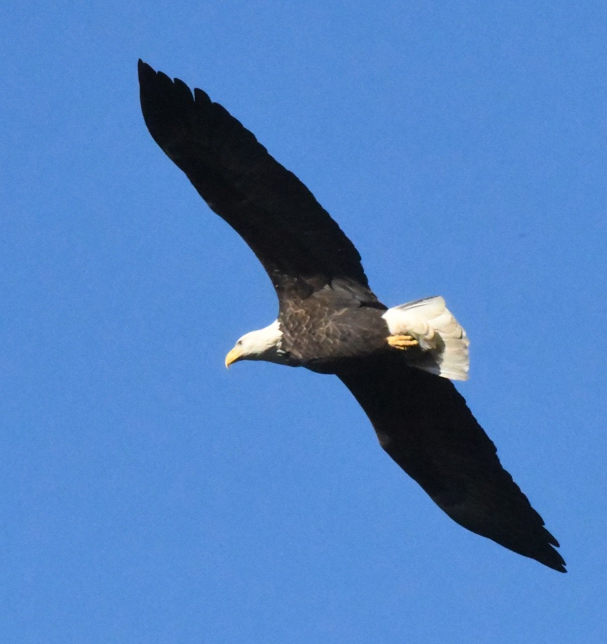 Near Barren of Bears, Big Birds Brightened the Blue Skies of Late - UPDATE October 10, 2025