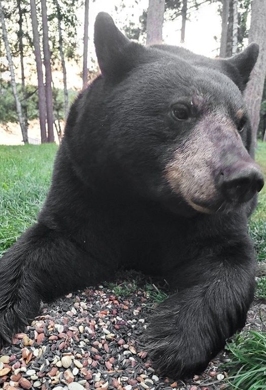 Lily Being Seen, More Mothers with Cubs - UPDATE August 19, 2025