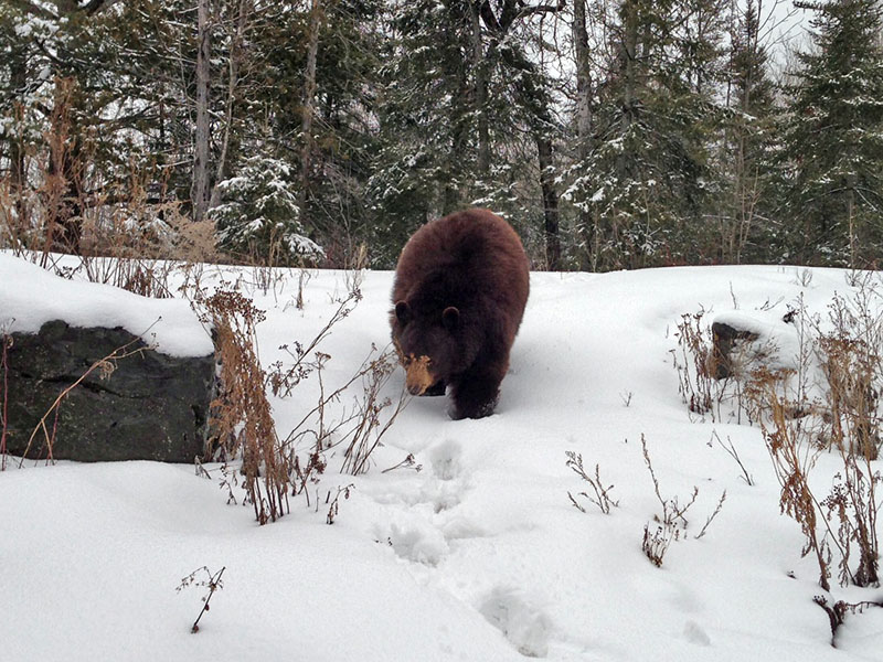 Restlessly Waiting UPDATE April 15, 2013 The Wildlife