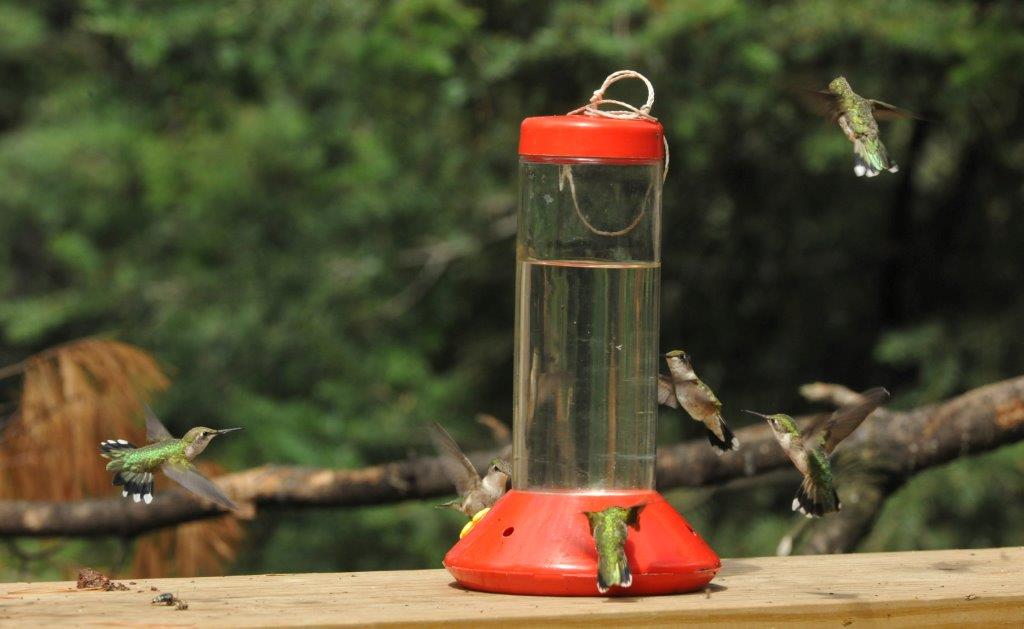 Is Natural Food Waning? UPDATE August 8, 2013 The Wildlife Research