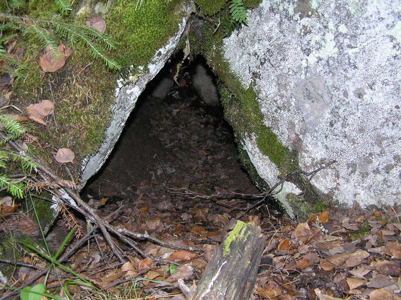 Dens UPDATE September 17, 2014 The Wildlife Research Institute