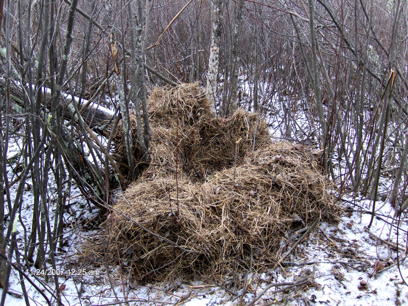 Dens UPDATE September 17, 2014 The Wildlife Research Institute