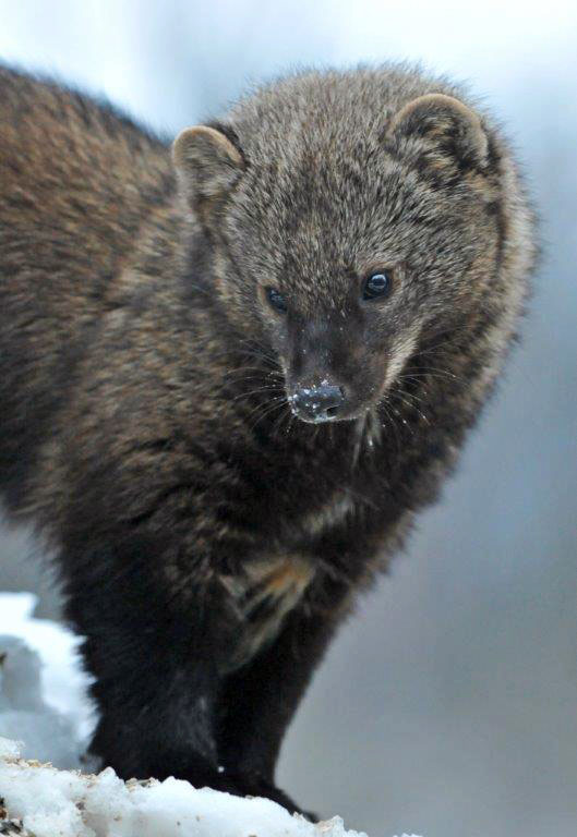Local Wildlife UPDATE March 19 2014 The Wildlife Research Institute