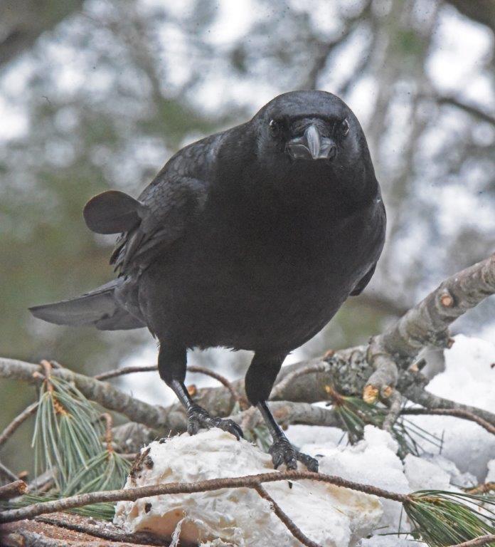 January Crow Jewel and her cubs