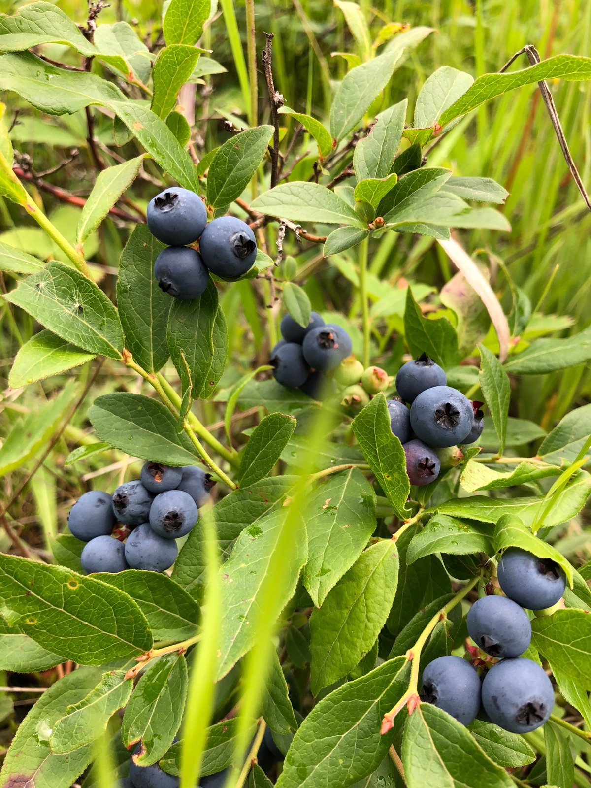 Berries Galore, Voting Victory in Sight, Marooned in the Dark UPDATE